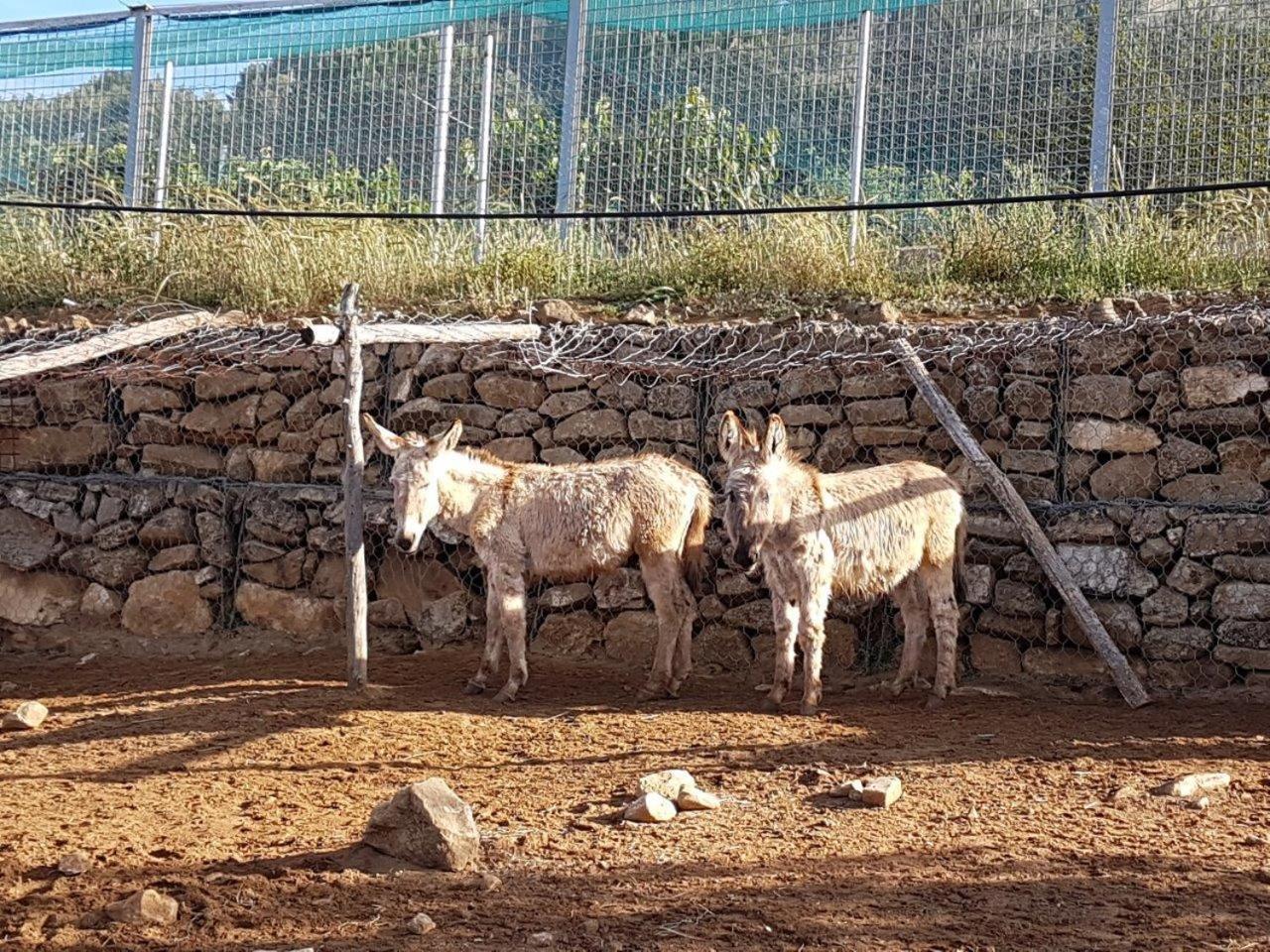 Agriturismo Il Drago Mirabella Imbaccari Экстерьер фото